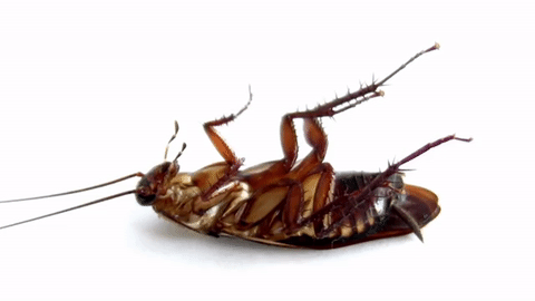 Cockroach control services in Delhi NCR