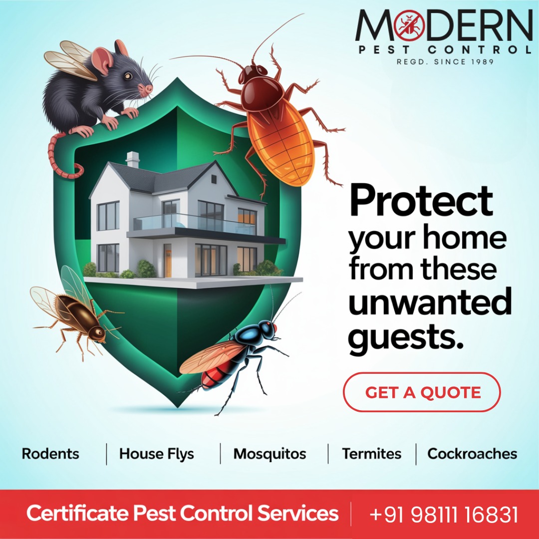 What Is the Best Way to Get Rid of Rats in the House?