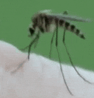 Mosquito control services in Delhi NCR