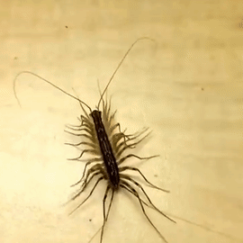 Silverfish control services in Delhi NCR