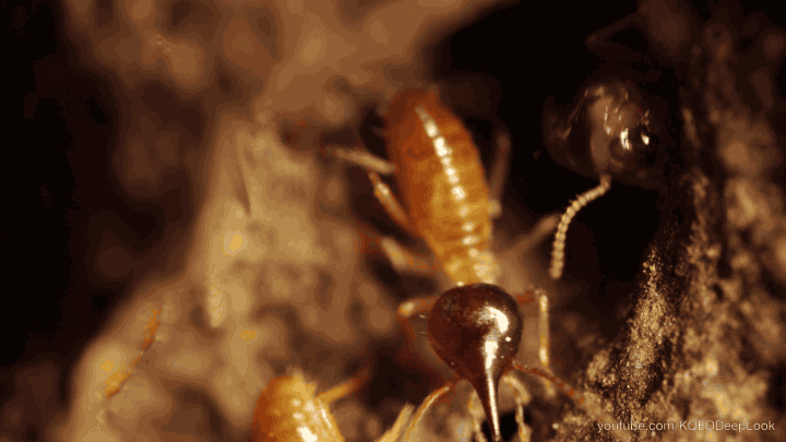 Termite control services in Delhi NCR